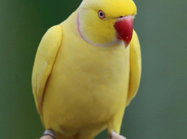 Looking to handrear any type of conure or ringneck or parrot myself