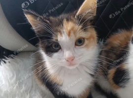 Kitten