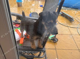 Wired hair Jack Russell girl