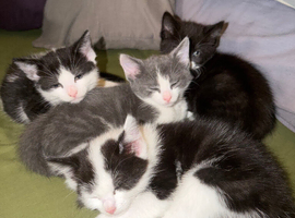 4 loving beautiful kittens ready 17th June)