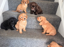 Lovely f1 cockapoo puppies