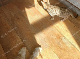 bengal boy 10wks ready now