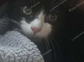 Male tuxedo cat