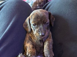 Litter of brindle KC registered pups