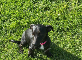 Female black and white female