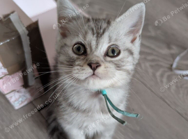 Full British shorthairs