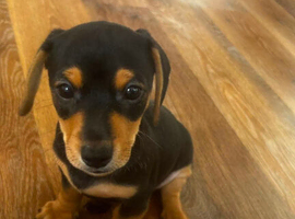 Jack Russell x dachshund
