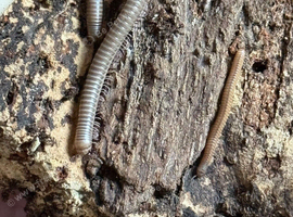 Ghana olive speckled leg millipedes for sale