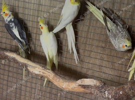 Aviary Cockateil
