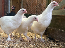 White maran pullets