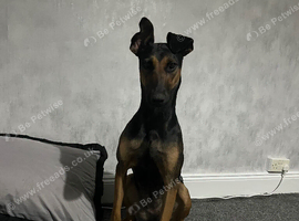 dobermann x Dutch herder