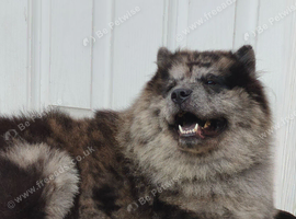 Male chow for stud