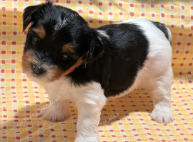 Health Tested, Active Puppies Ready for Adventure