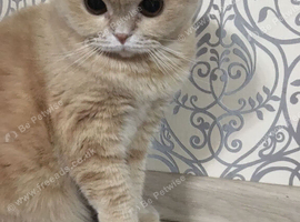 Scottish fold boy