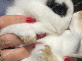 Lionhead x Netherland dwarf x 2 baby girls.