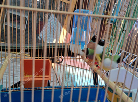 Goulding finch female