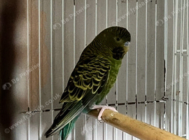 Balckface splite balckwing male splite balckface femle