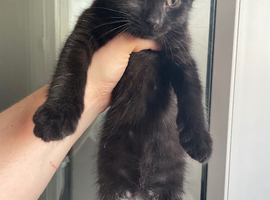 Adorable Black Tabby Angora Mix Kitten