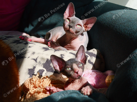 Sphynx Kittens