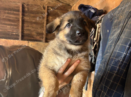 Beautiful litter of German shepherd puppies