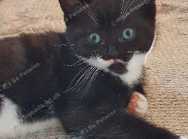 Kitten ready for rehoming