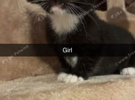 Last girl kitten left