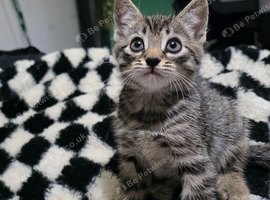 Five kittens for sale 2 boys 3 girls