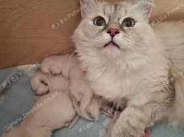 Beautiful Siberian / Neva Masquerade