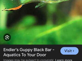 Endler guppies