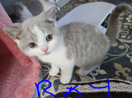 Still available British shorthair kittens 1 girl 2 boys ready now