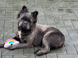 Blue fluffy french bulldog