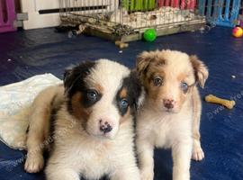 Last collie left happy to reduce for right hime