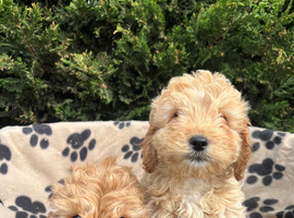 1 beautiful apricot f1 cockapoo boy available