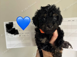 Toy cockapoo puppies
