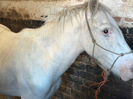 white/grey cob colt