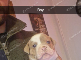 Olde tyme bulldog puppies