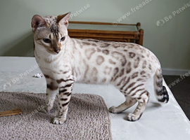 Superb Snow Bengal Active Registered