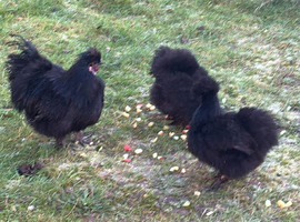 Silkie rooster chicken