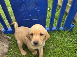 Fox red labrador puppys