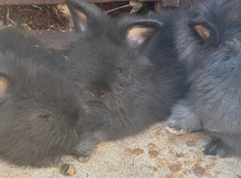 Angora x