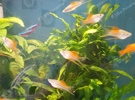 30 Swordtails young/fry