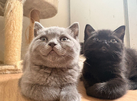 4 male kittens