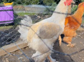 Brahma cockerl