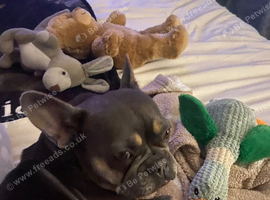 Blue and tan Frenchie