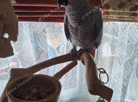 Female african grey