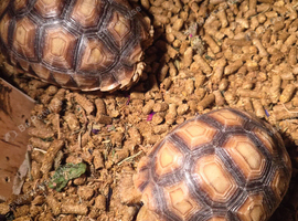 1year old sulcatas