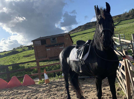 Mare searching for a new home