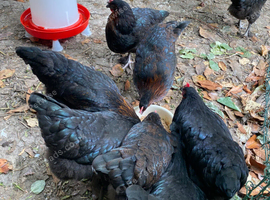 Burford Brown hybrid pullets