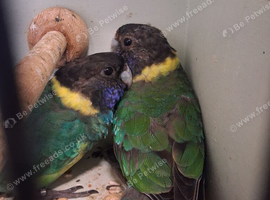 Australian ring necks