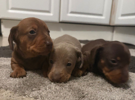 Puppy&rsquo;s